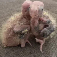 جوجه عروس هلندی