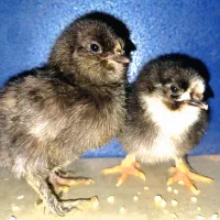 مرندی   جوجه/نمیچه/نطفه