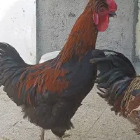 جوجه خروس، سیاه با خواص دارویی و چشم زخم