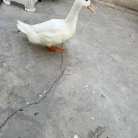 اردک .مرغابی ۶ماهه