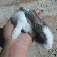 فروش کوچیک بزرگ خرگوش