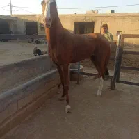 عرب خالص درشت