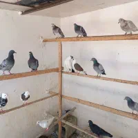 پلاکی