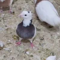 پرنده