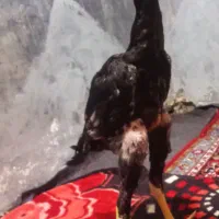 جوجه خروس