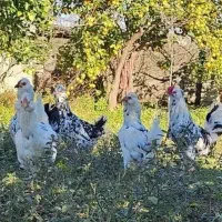 فروش جوجه ی گلین نژاد تخم گذار و کرچ شو