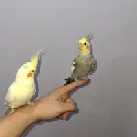 یک جفت عروس هلندی دستی