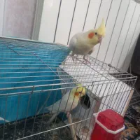 جفت عروس هلندی رو تخم