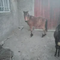 کره اسب|اسب و تجهیزات اسب‌سواری|جوکار, |دیوار