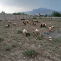 گوسفند هم نر هم ماده چک دوماهه