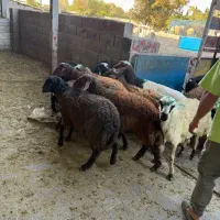 گوسفند نر  بازدهی گوشت  عالی