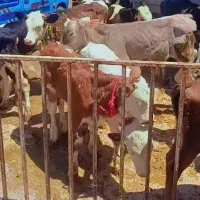 گوساله نر سمینتال لیموزین شاروله دورگ محلی