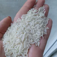 برنج دم سیاه درجه یک آستانه اشرفیه