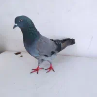 کفتر سبز