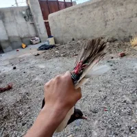 کبوتر یهودی