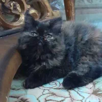 بچه گربه پرشین ماده قهوه ای