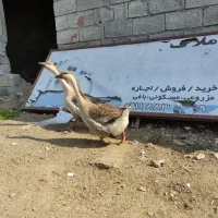 فروش یک جفت قوغاز آفریقایی
