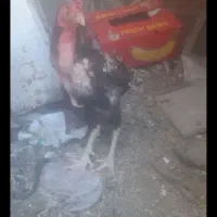 خروس لاری