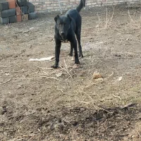 سگ سرابی|سگ|شبستر, |دیوار