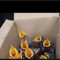 مینا‌مفت‌دانه‌۲۰۰