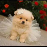 واگذاری پامرین عروسکی واکسن خوره همه رنگ