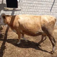 گاو ماده سمینتال باردار