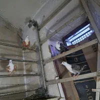 ۹ عدد جوجه کلاغ هفترنگ دم سفید سینه.مرتب