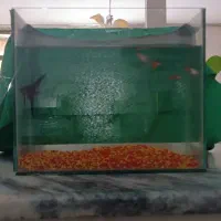 اکواریوم ماهی