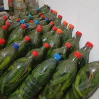خیارشور درجه یک