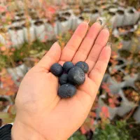 نهال بلوبری گرمسیری یا جنوبی