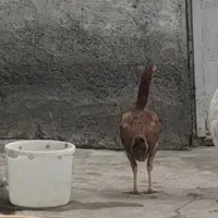مرغ لاری