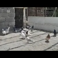 کبوتر ضربه