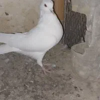 کبوتر پرشی