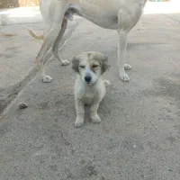 سگ پاکوتاه
