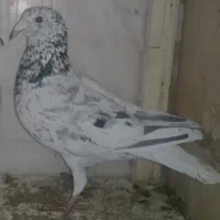 چهار شنبه صبح از لب طیقه رفته