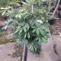 گل و گیاه زینتی عمده وقیمت تولید