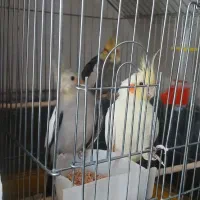 عروس هلندی