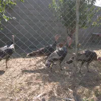 فروش بوقلمون