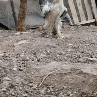 نیمچه برهما