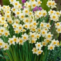 پیاز گل نرگس درشت امسالی
