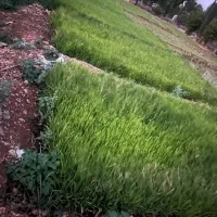 فروش نشا برنج