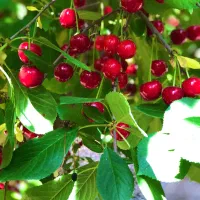 آلبالو طرح گیلاس