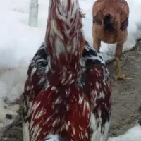 مرغ وجوجه لاری