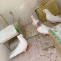 کفتر