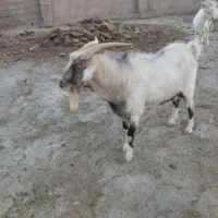 بزغاله سانن