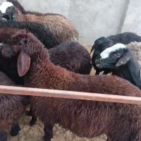 بره نر پای پروار قزل افشار