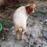 گوسفند