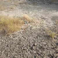 زمین سیصد متری تجاری سرخیابان امیرالمومنین