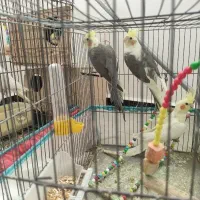 عروس هلندی حراج
