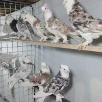 جوجه هما سرور( اینام مسافر اردبیل شدن)